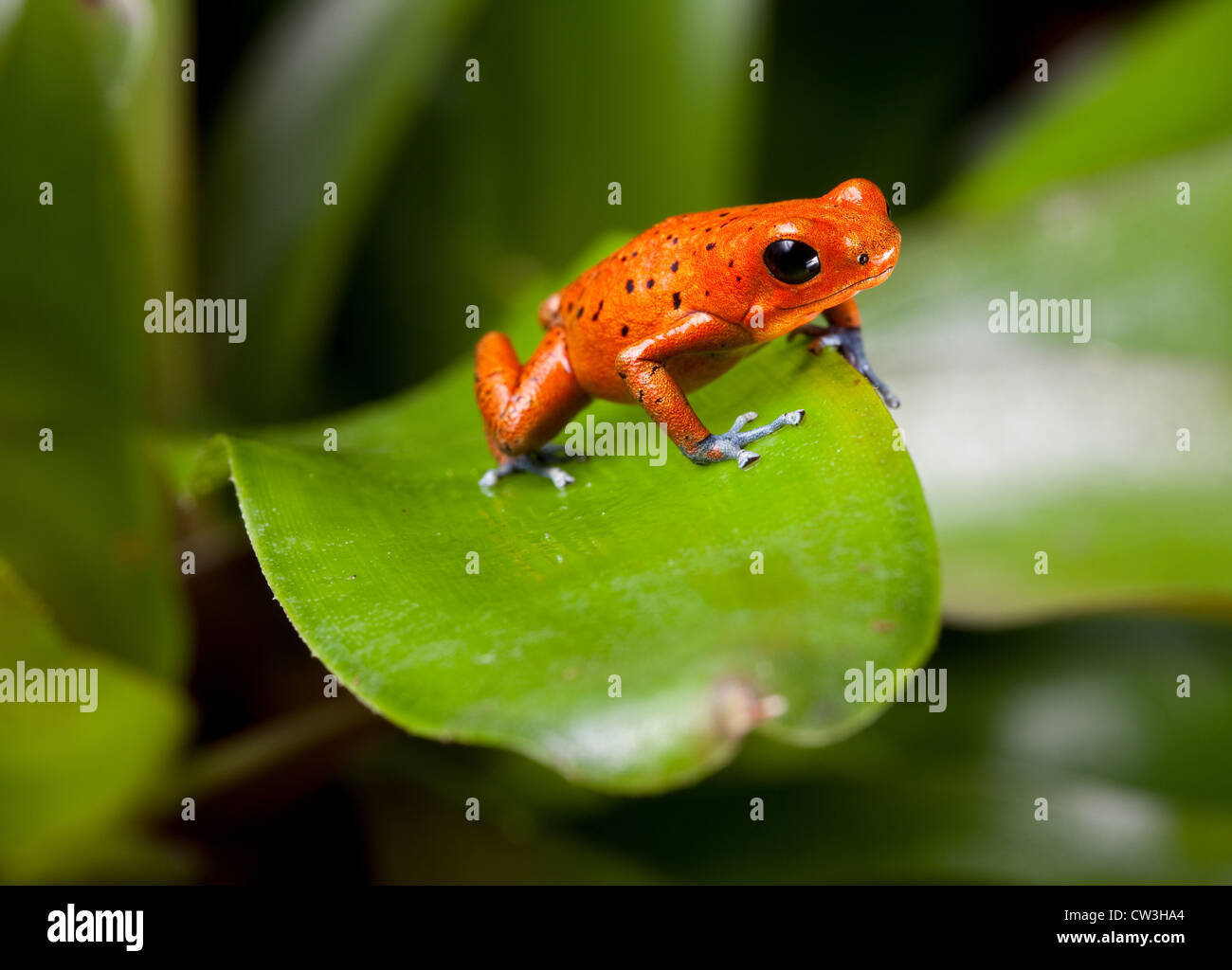 red poison dart frog in tropical rain forest of Panama or Costa Rica Stock Photo
