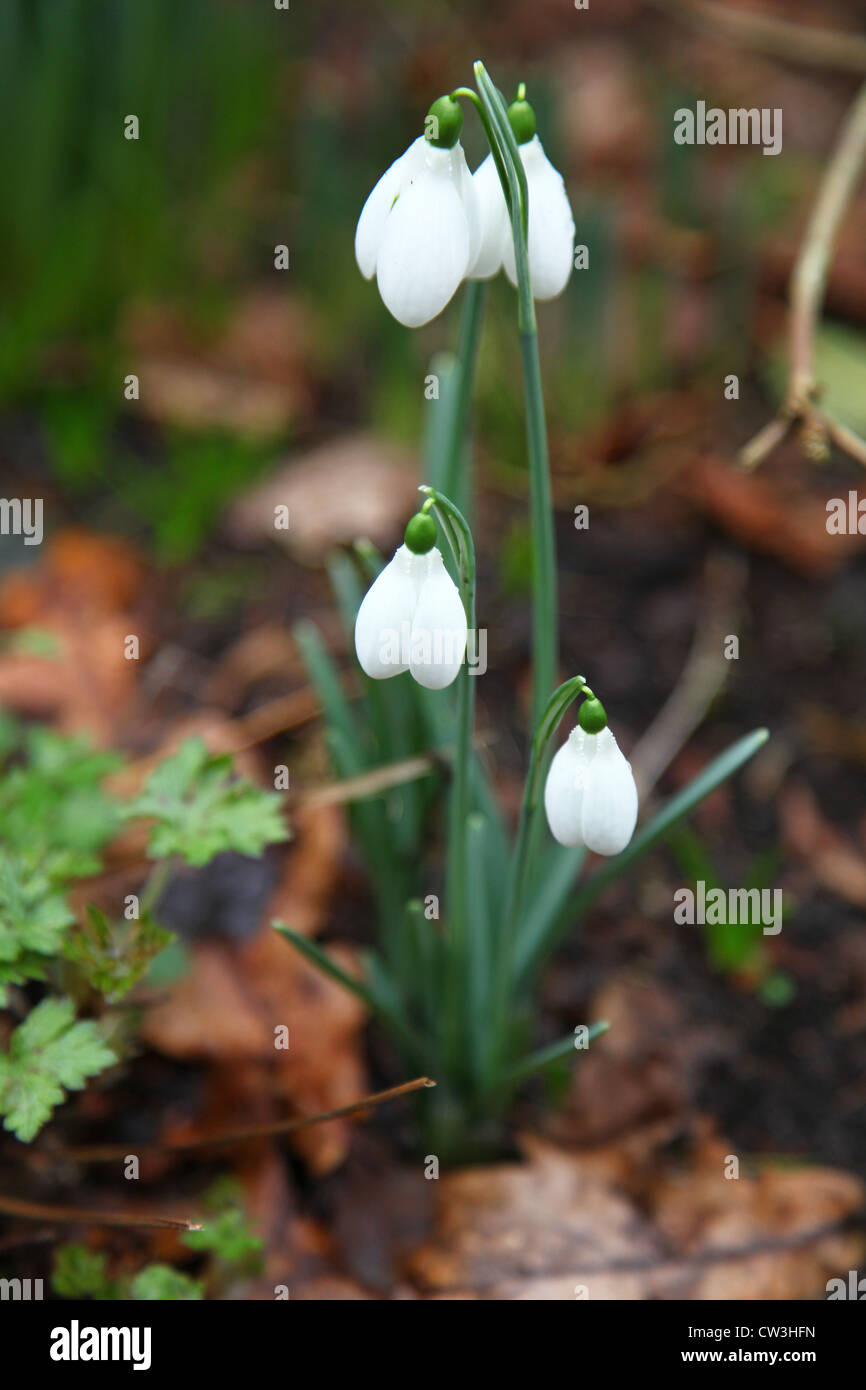 Snowdrops or common snowdrop (Galanthus nivalis), England, UK Stock Photo