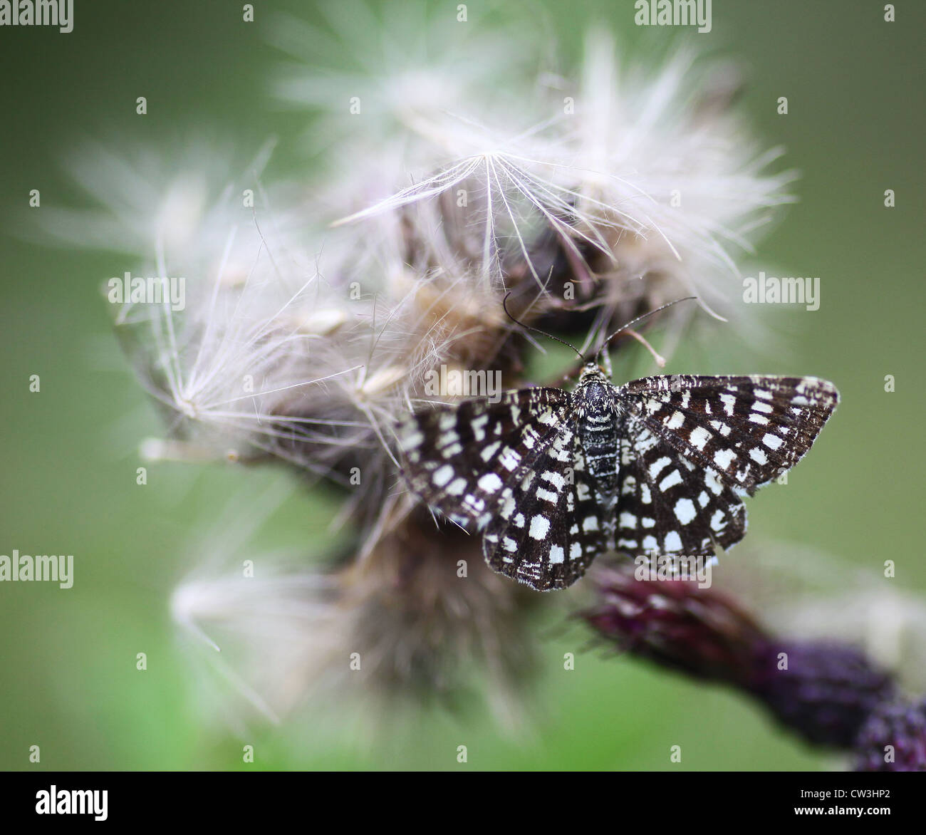 A small Black and White day flying moth called a Latticed Heath (Chiasmia clathrata), on a common thistle seed head, England, UK Stock Photo