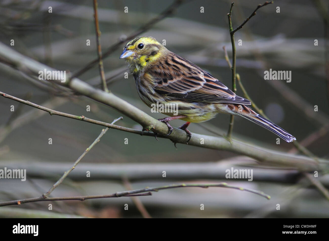 A yellowhammer on twigs UK Stock Photo