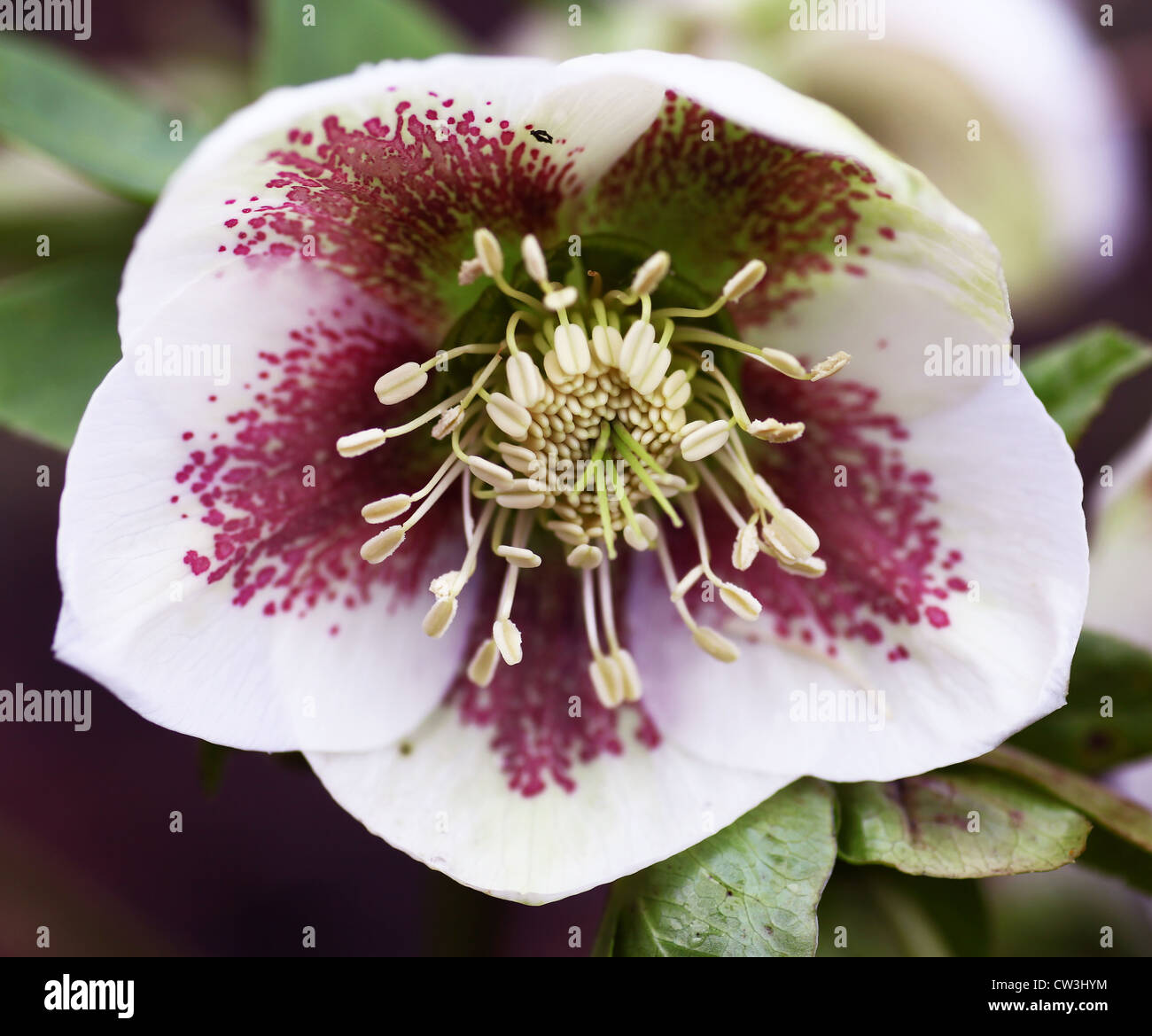 A Christmas Rose or Lenten rose (Helleborus niger) Helleborus x