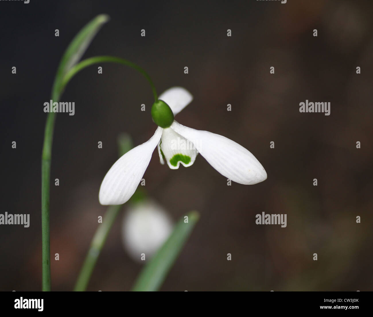 Snowdrops or common snowdrop (Galanthus nivalis) Stock Photo