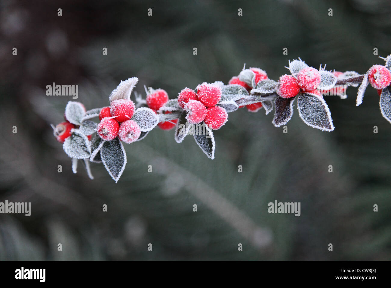 Frosty red berries Stock Photo