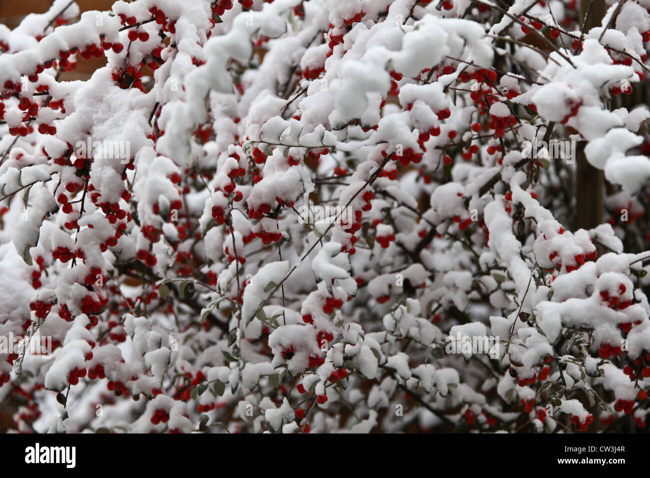 Snow laden Cotoneaster Stock Photo
