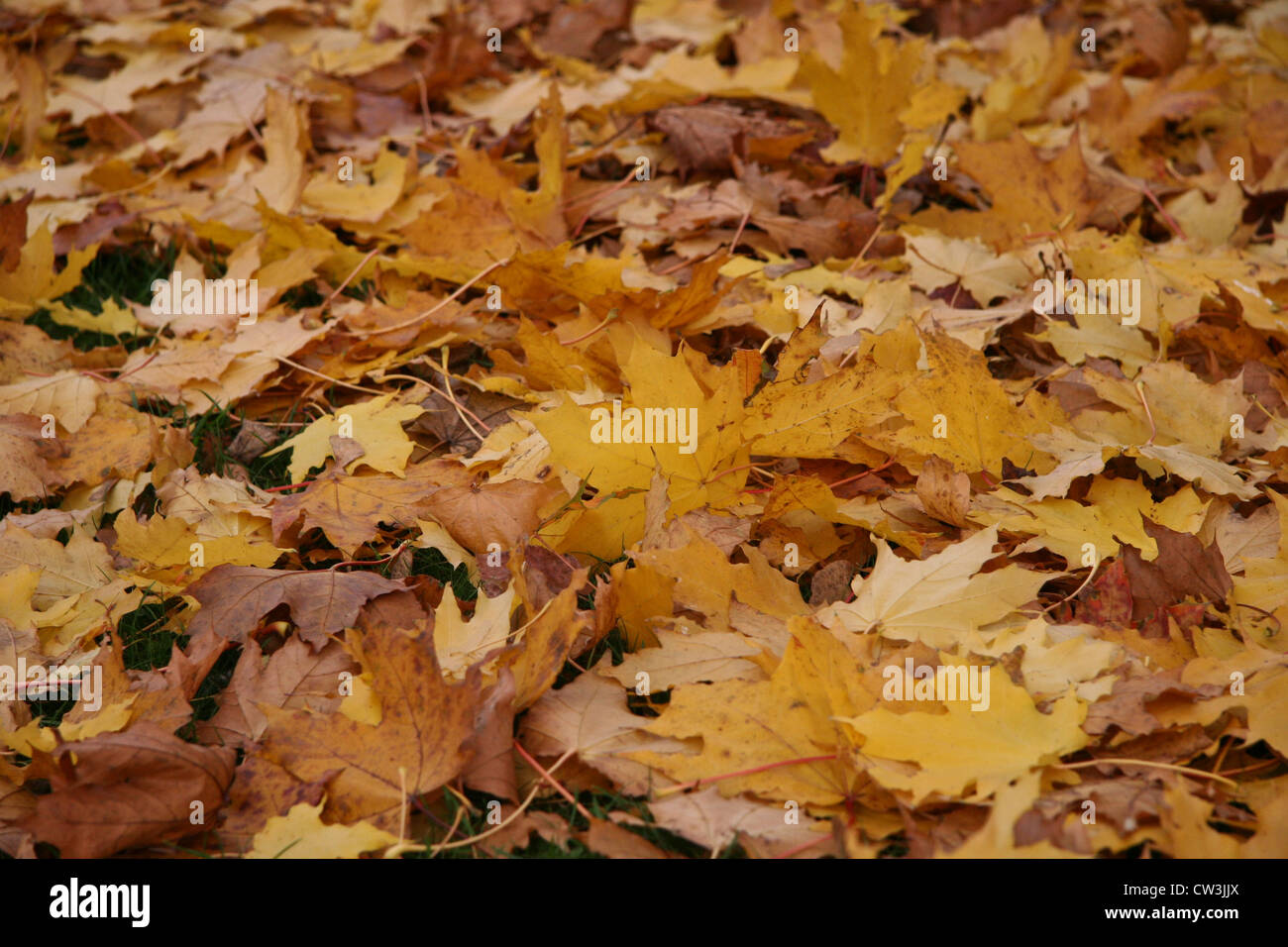 Brown and gold leaves hi-res stock photography and images - Alamy