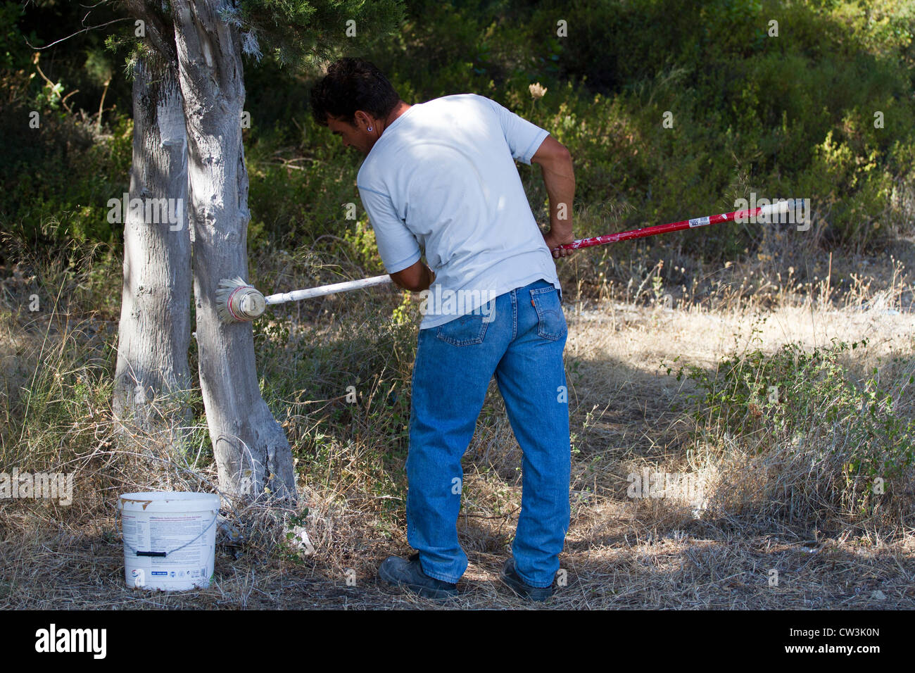 Workman painting the bottom of trees white as decoration and to prevent