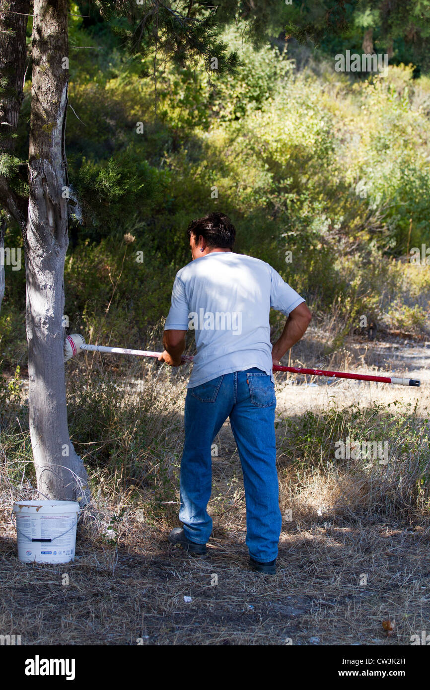 Workman painting the bottom of trees white as decoration and to prevent