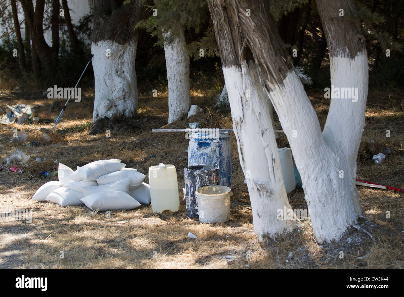 Workman painting the bottom of trees white as decoration and to prevent