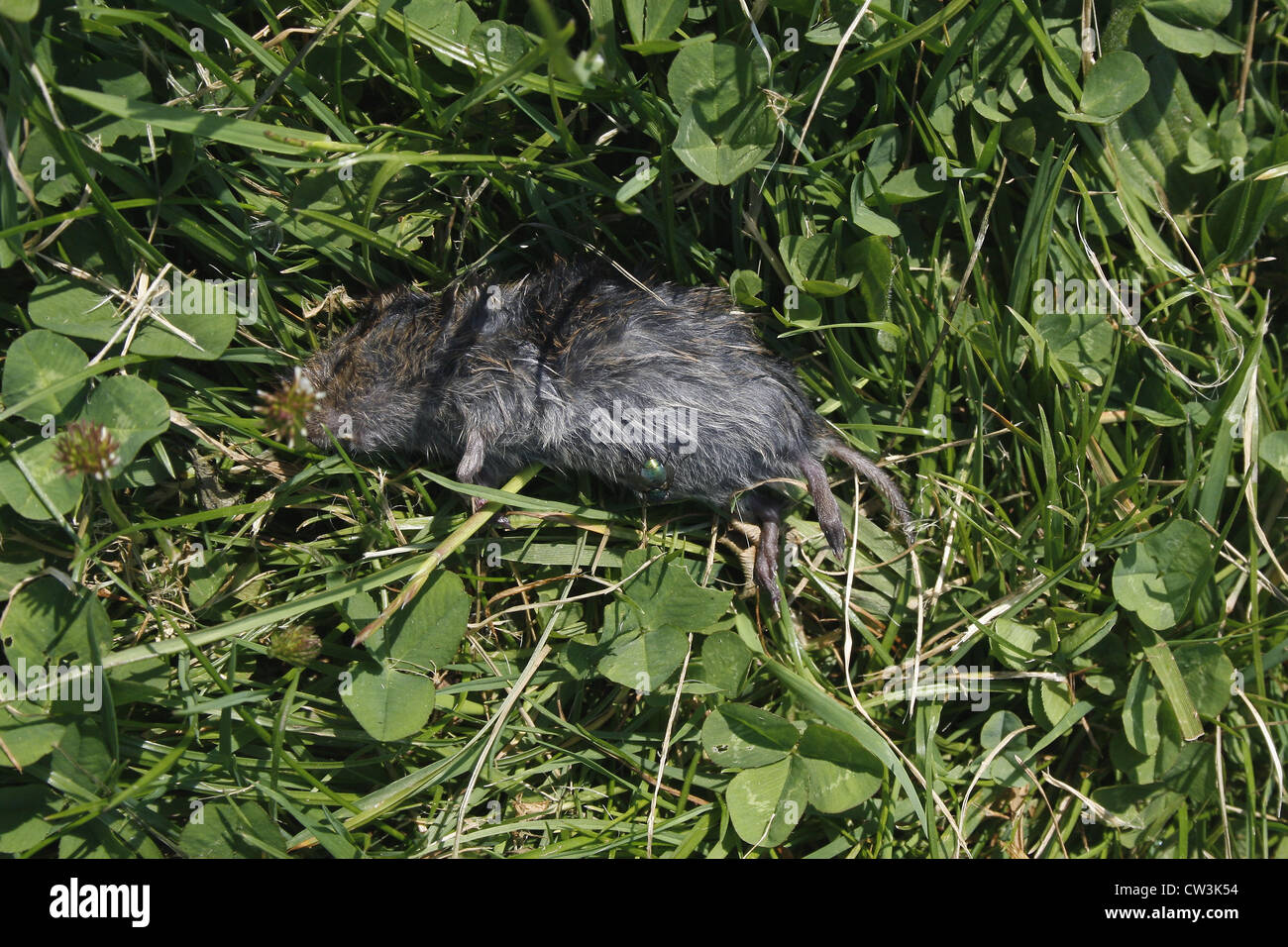 dead mouse and green bottle fly in field Microtus arvalis, Phaenicia sericata Stock Photo