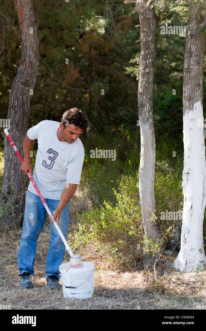 Liming trees hires stock photography and images Alamy