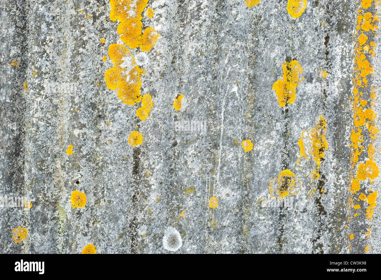 Close-up shot of a section of a sheet of corrugated asbestos complete with lichen Stock Photo