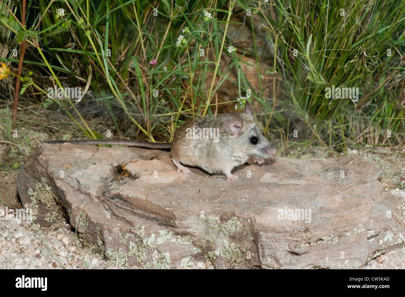 Pinyon Mouse Peromyscus truei Lake Isabella, California, Uinted States 3 August Adult Muridae Stock Photo