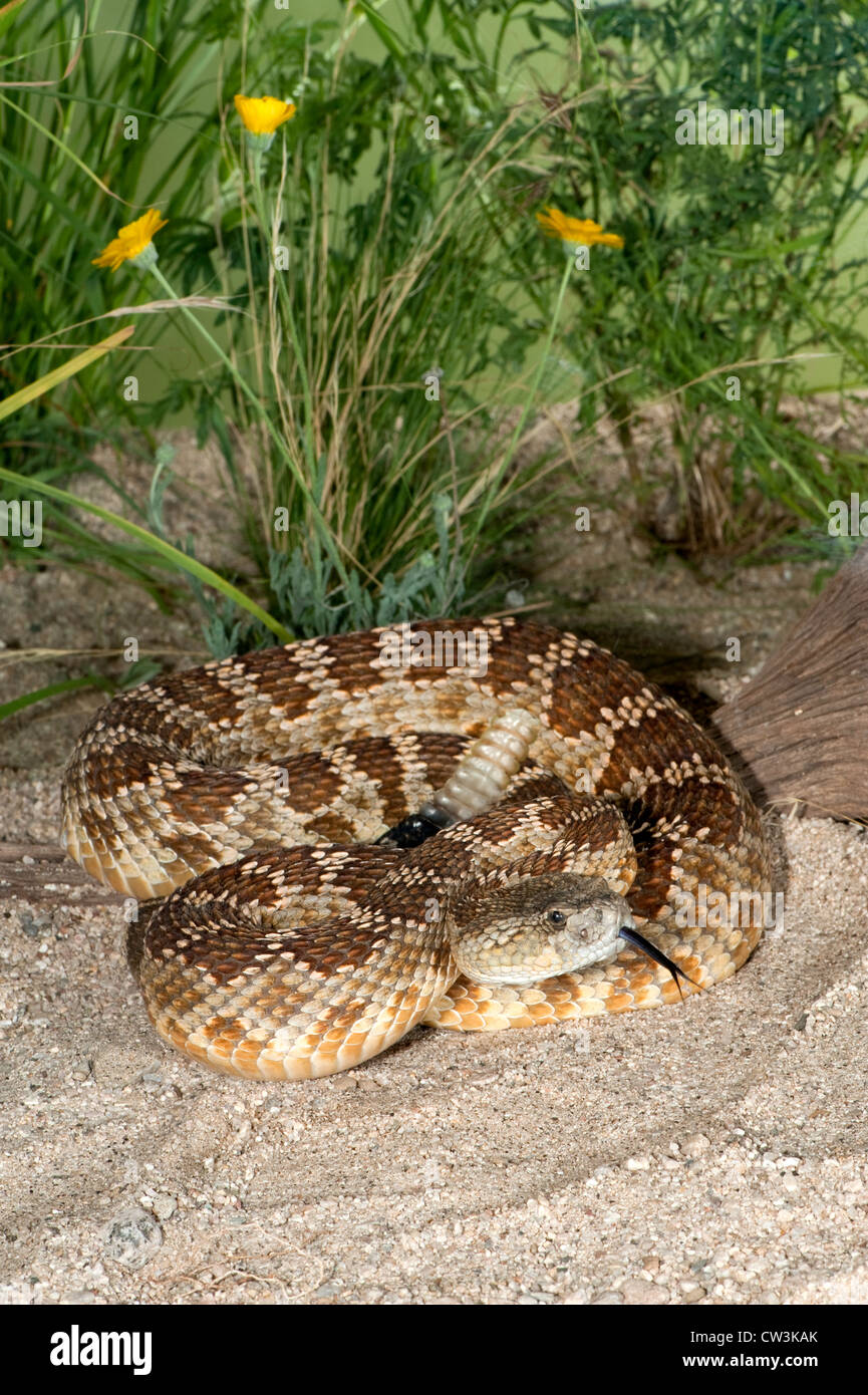 Western Rattlesnake Crotalus oreganus helleri Lake Isabella, California
