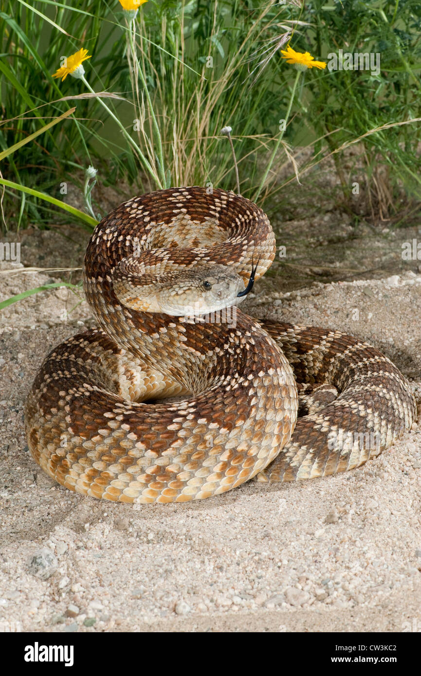 Western Rattlesnake Crotalus oreganus helleri Lake Isabella, California, United States 29 July Adult Viperidae Stock Photo