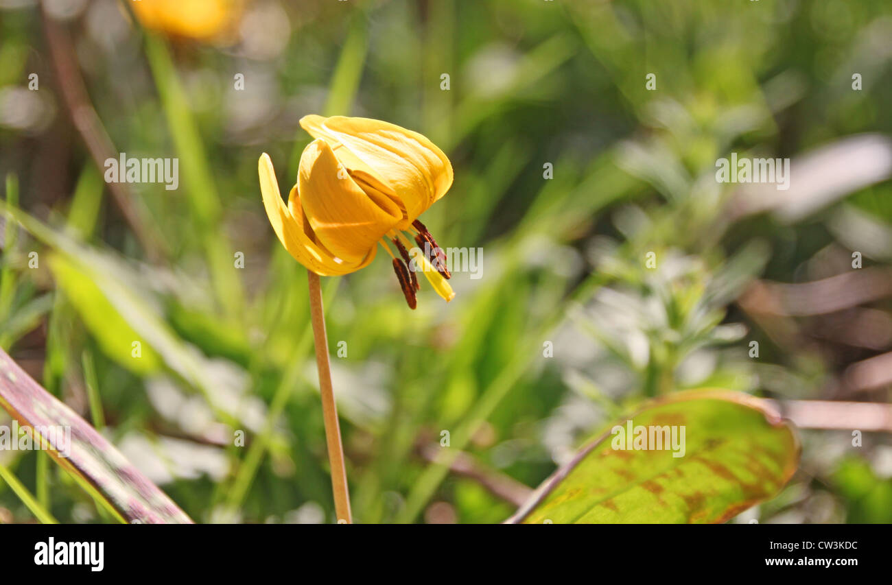A trout lily in the sunshine Stock Photo Alamy