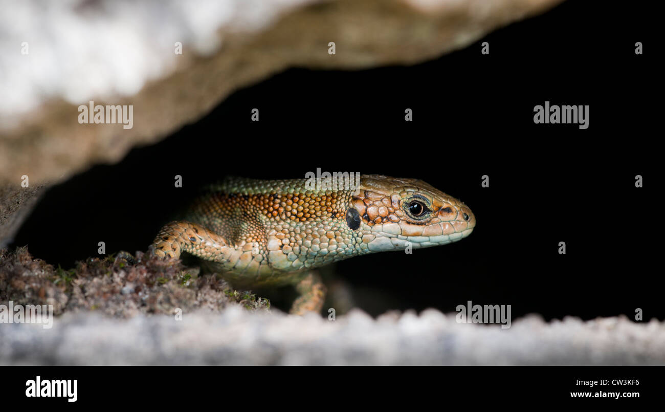 Common lizard hiding under a stone wall Stock Photo