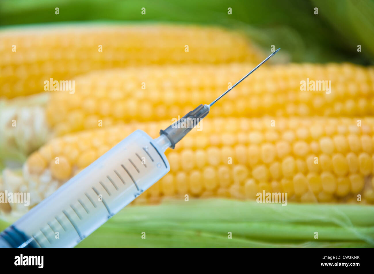 Sweet corn in engineering laboratory, gmo food concept Stock