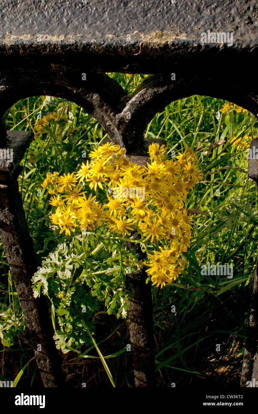 Yellow weeds growing through the railings Stock Photo