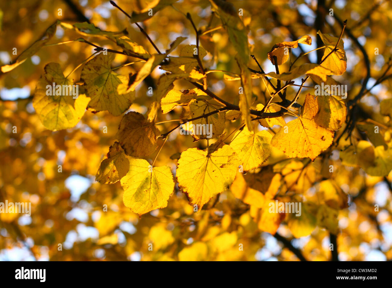 last golden leaves autumn background Stock Photo - Alamy