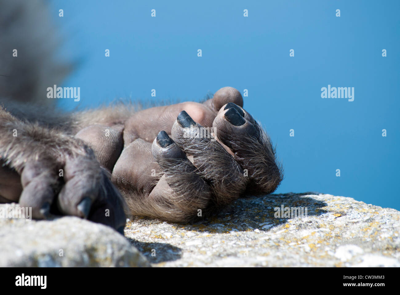 Monkey nail hi res stock photography and images Alamy