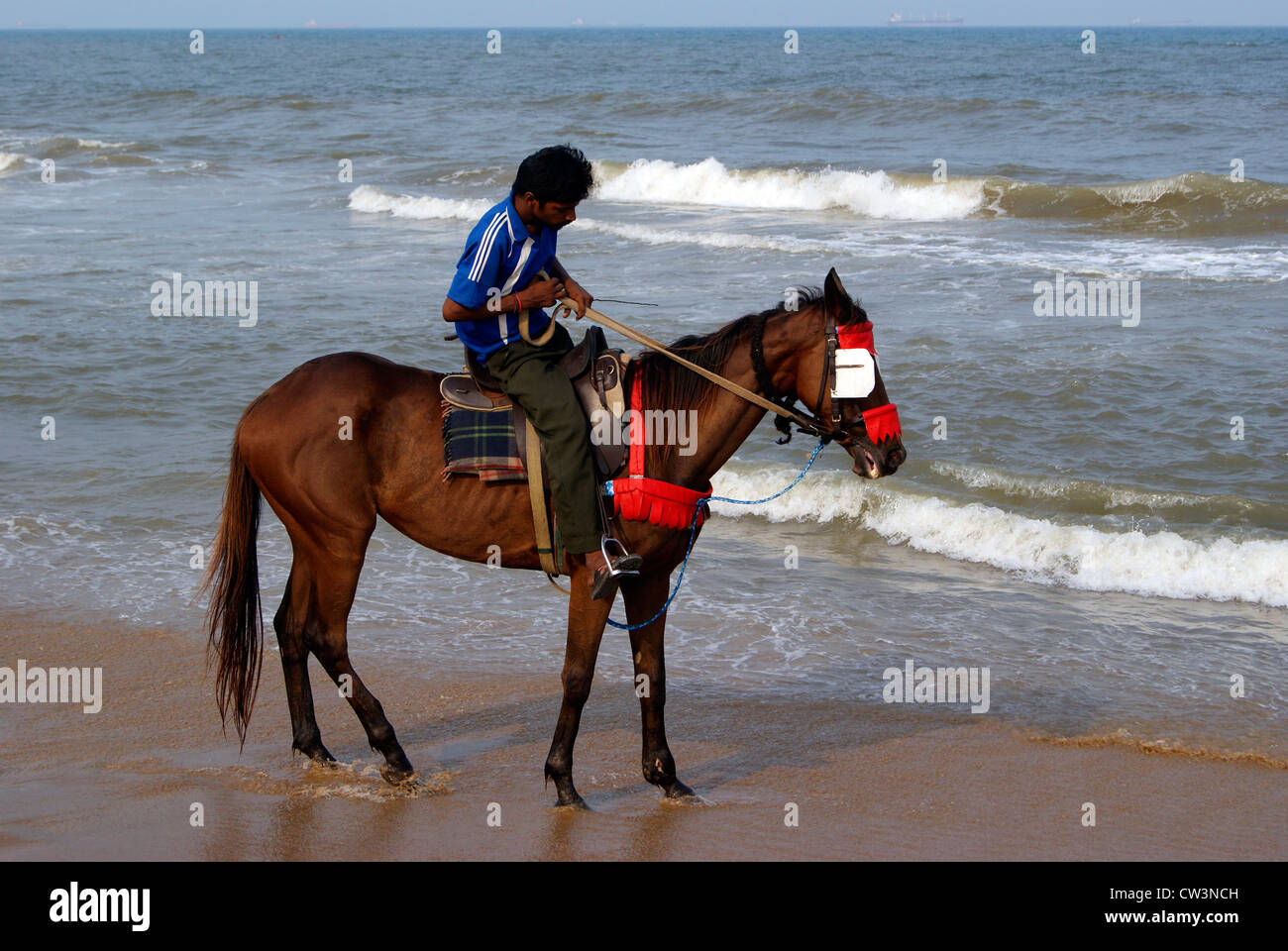 Beach Horse India Stock Photos Beach Horse India Stock