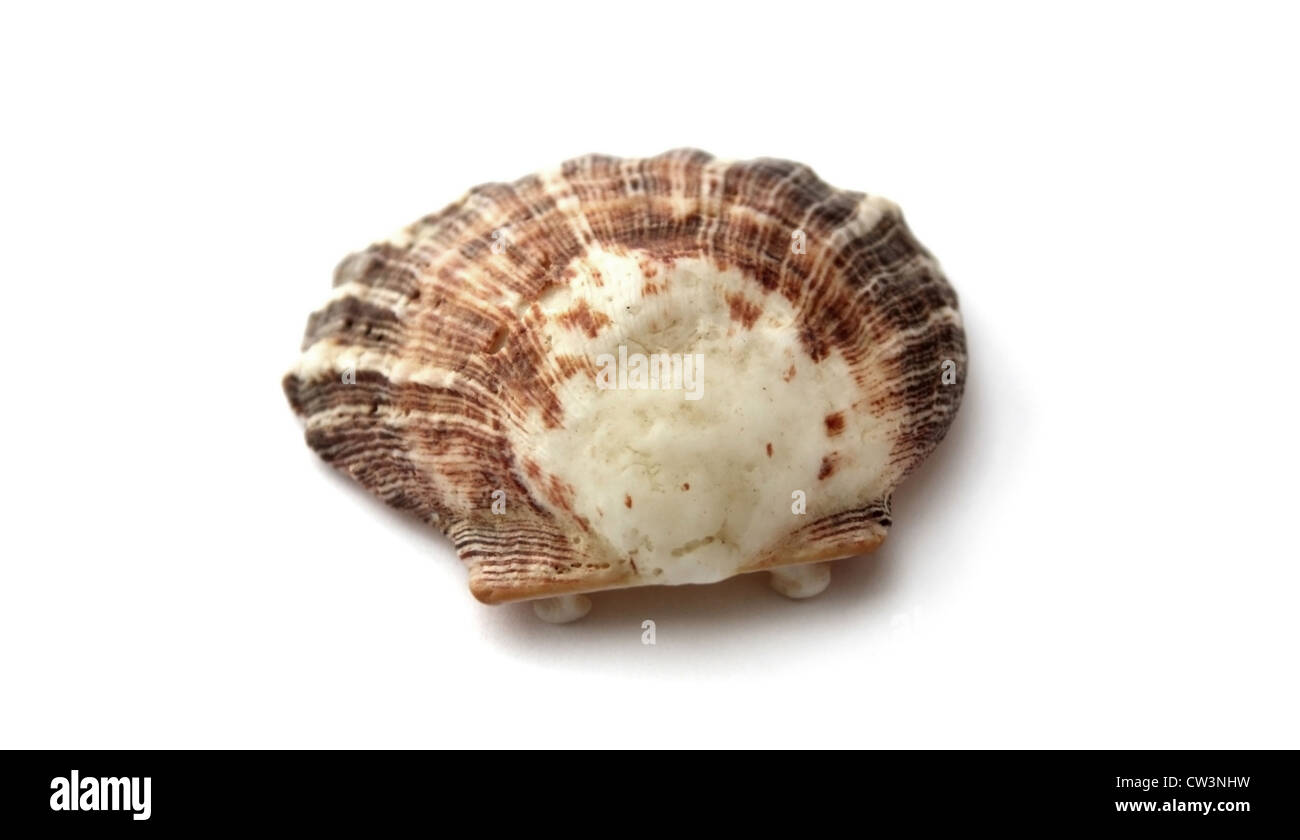 shell ocean seashell sea isolated object Stock Photo