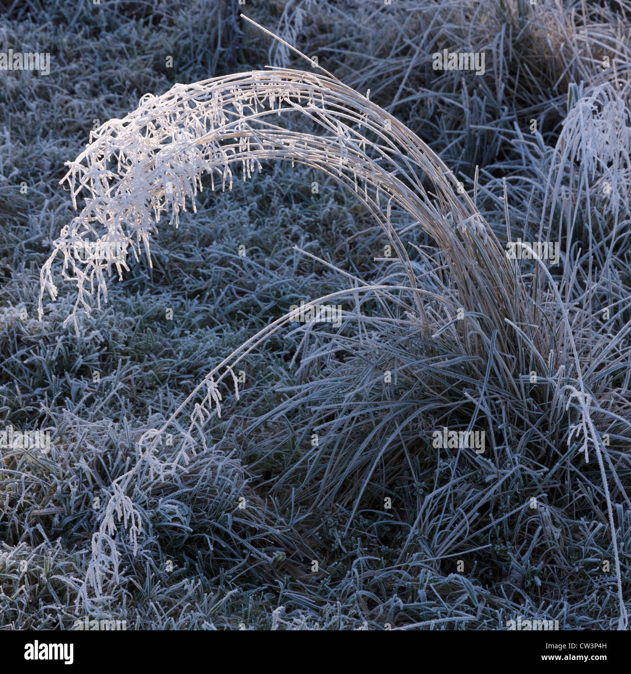 Sunlit hoar frost on grass, Cumbria, England, UK Stock Photo