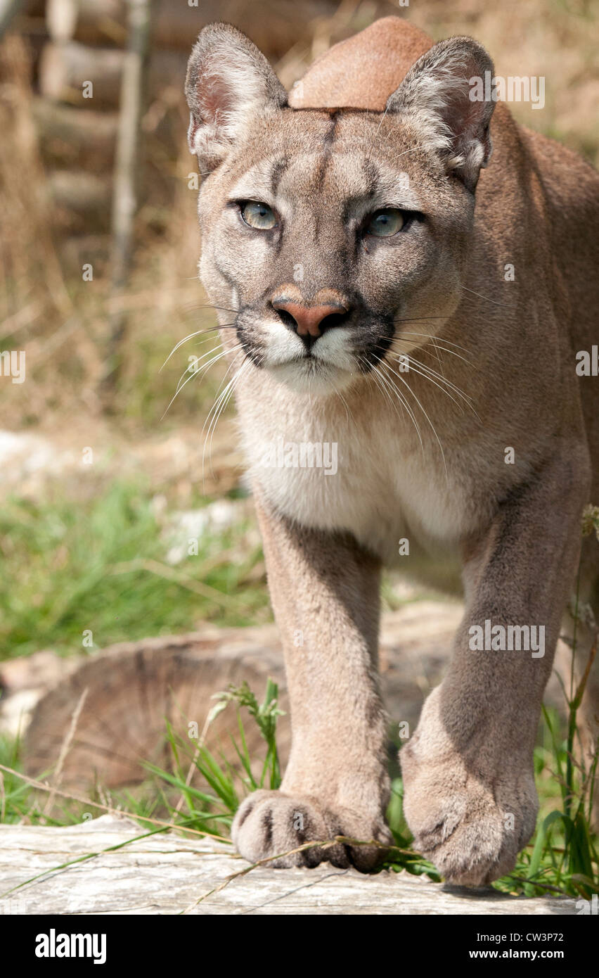 Female puma hi-res stock photography and images - Alamy