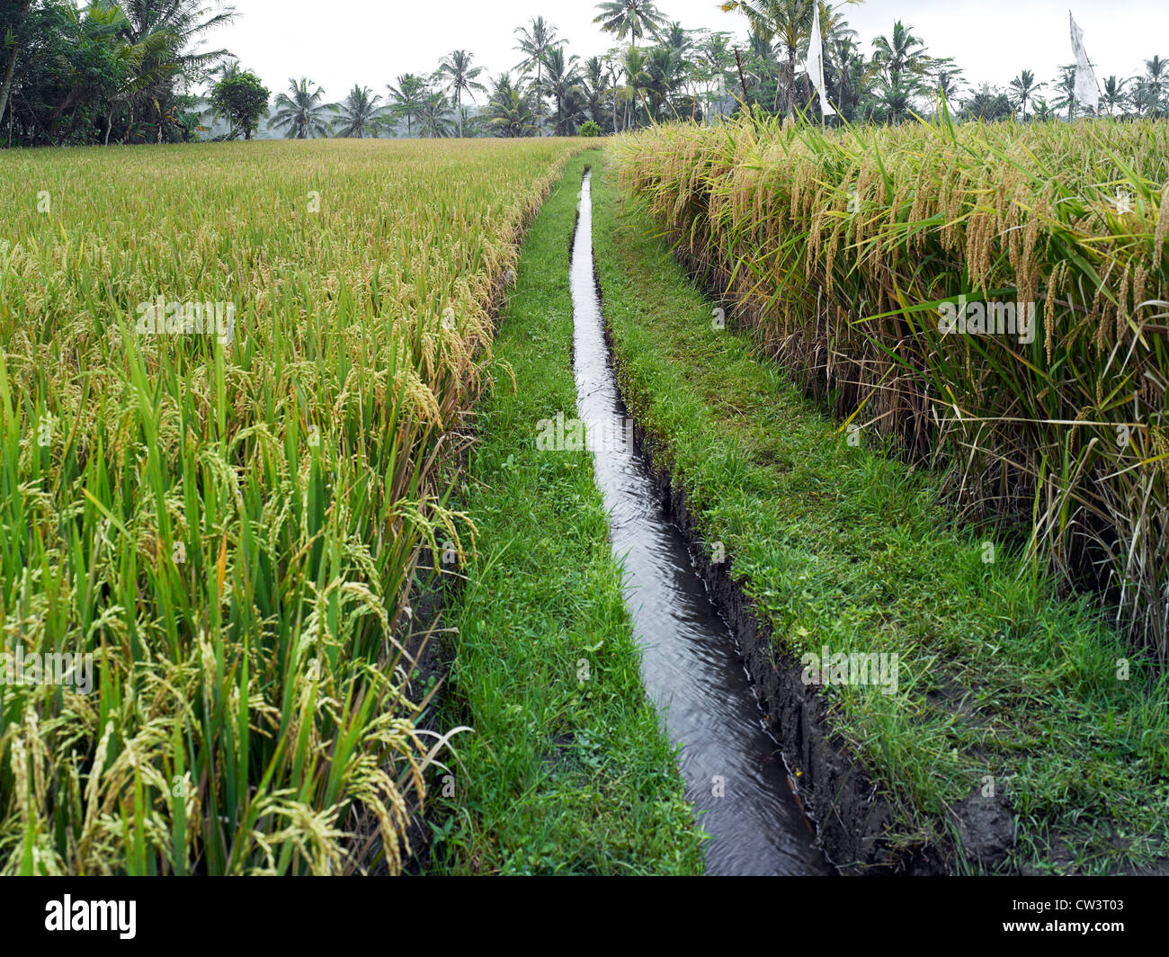 Water irrigation through rice fields in the Subaks of Tampak Siring