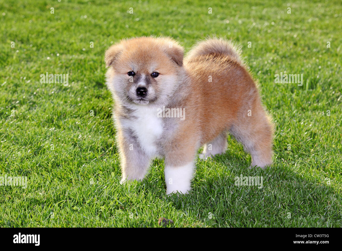 One Akita Inu puppy dog on green grass Stock Photo - Alamy