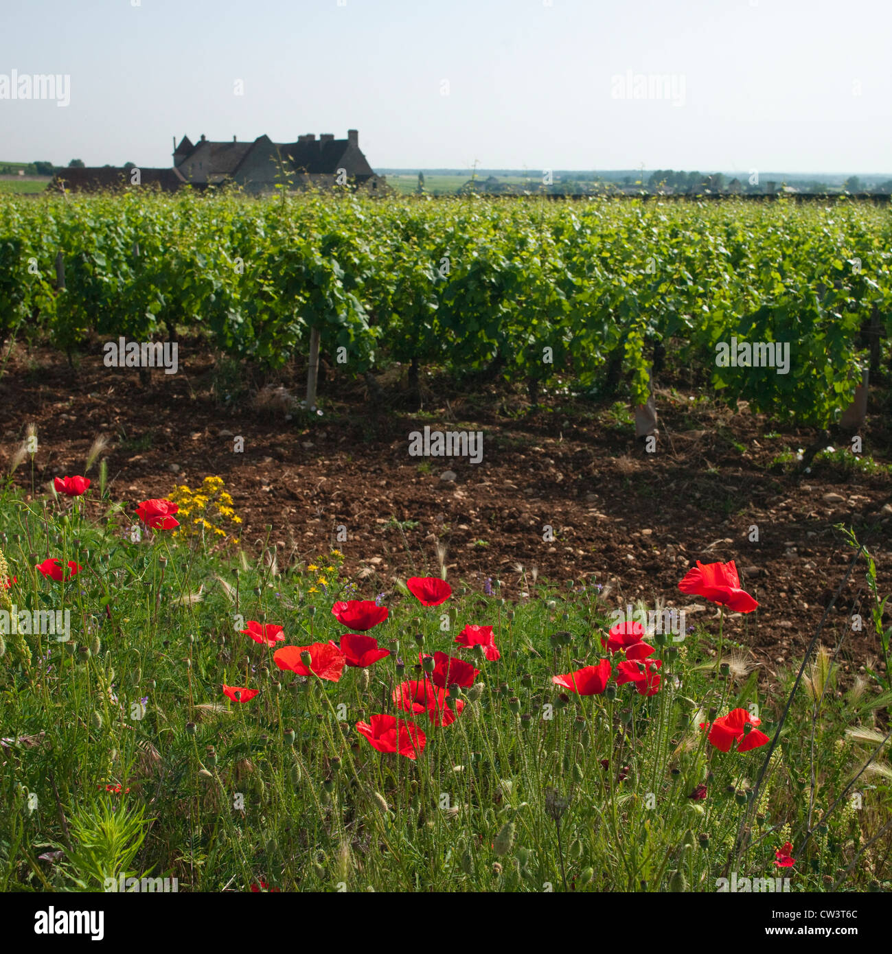 Red poppies growing alongside Pinot Noir vines at Chateau Clos de Vougeot in Burgundy, France Stock Photo