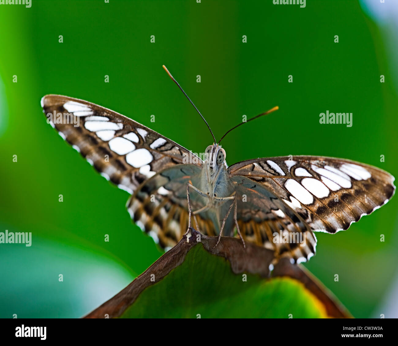 BUTTERFLY: The Clipper (Parthenos sylvia) Stock Photo