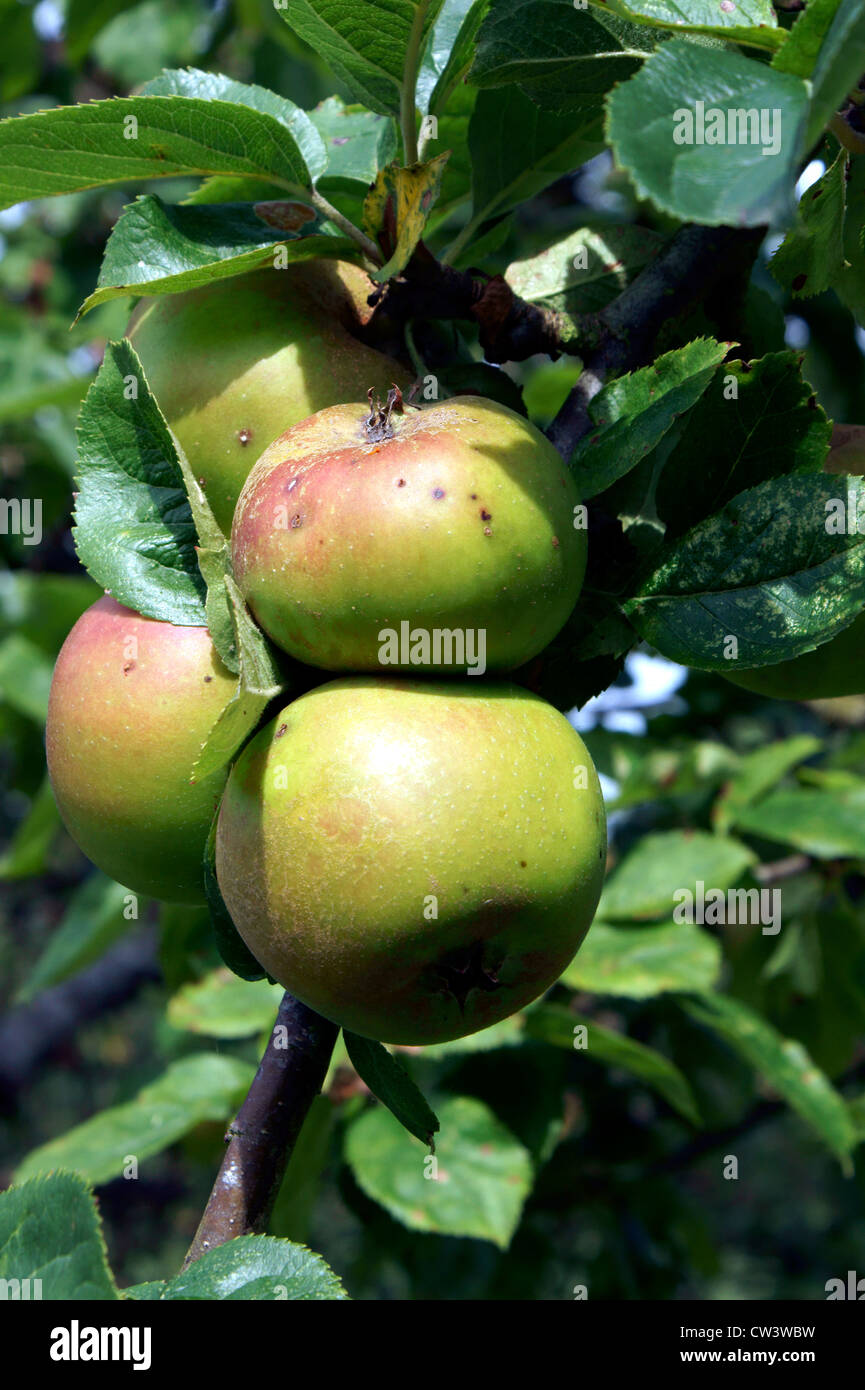 Toffee apple tree hires stock photography and images Alamy