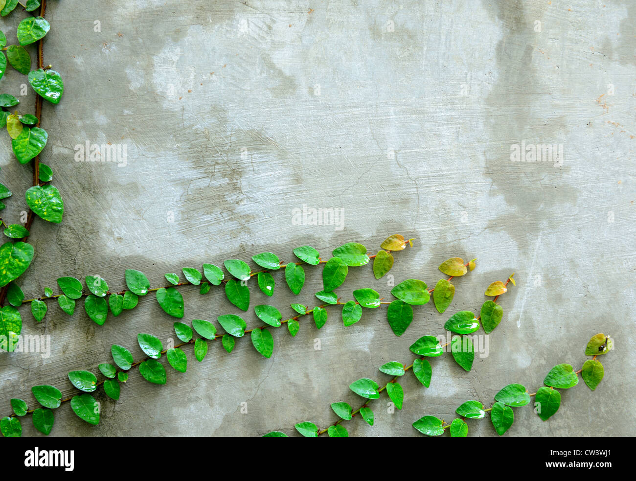 The Green Creeper Plant is nice pattern on the cement wall for background. Stock Photo