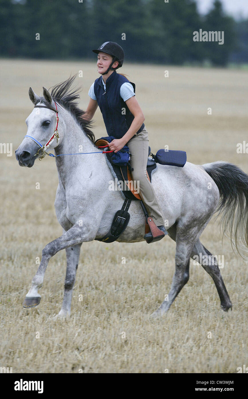 Endurance rider on a Cafra Arabian horse in a gallop on a stubble field Stock Photo