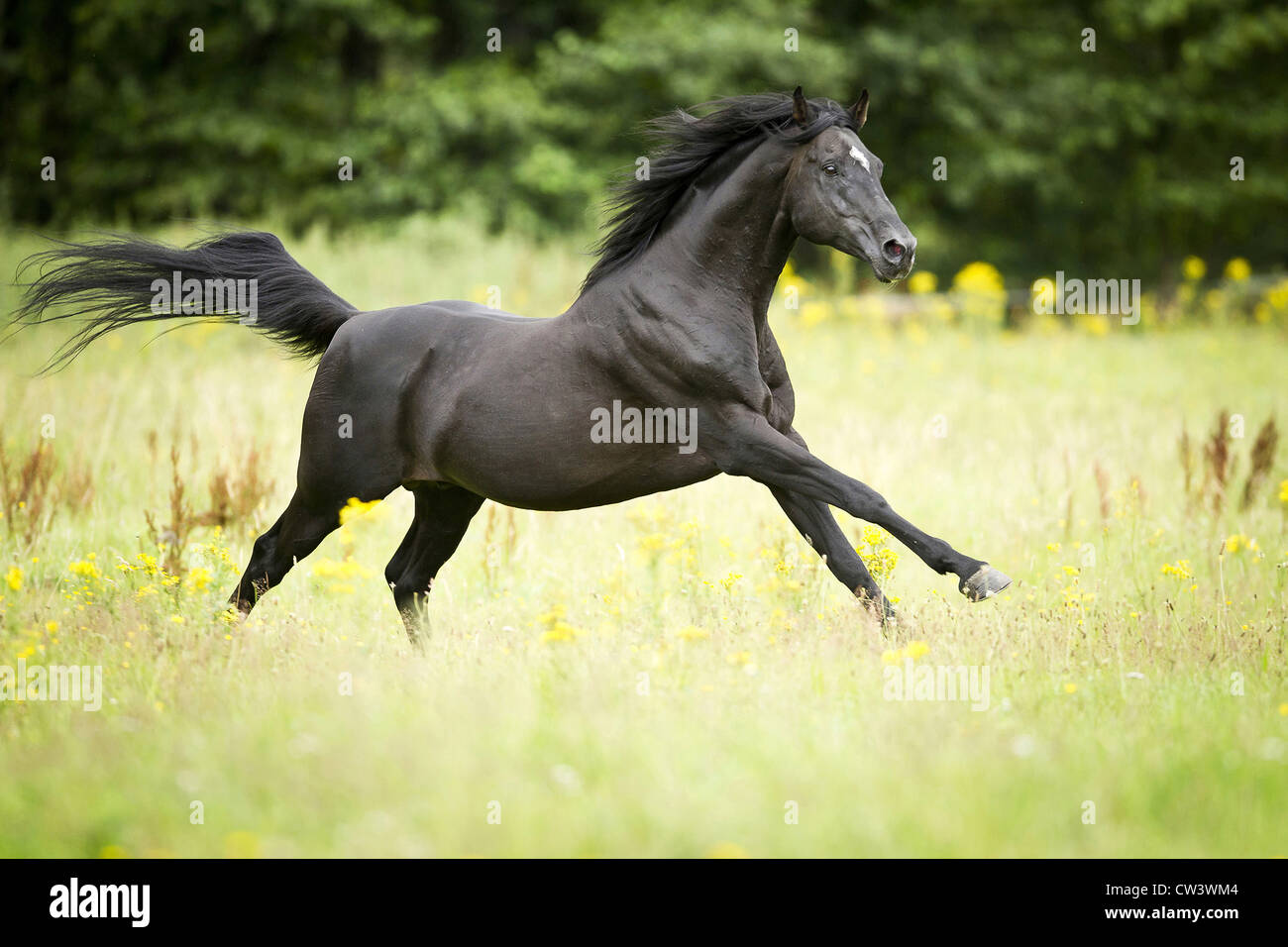 AngloArabian Horse. The black stallion Neesahn in a gallop on a meadow