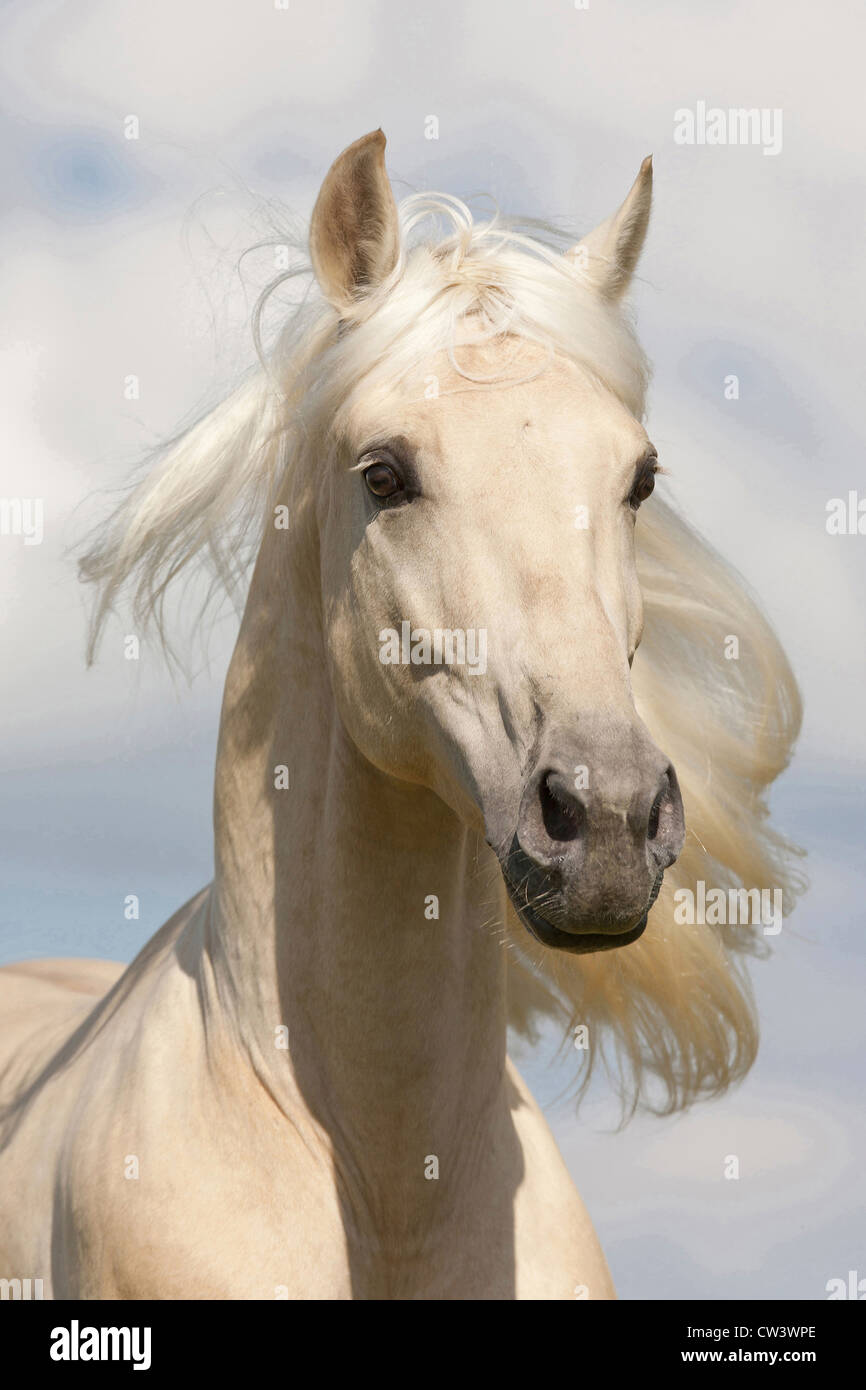 Pure Spanish Horse, PRE, Andalusian Horse. Portrait of the Palomino stallion Merlin Stock Photo