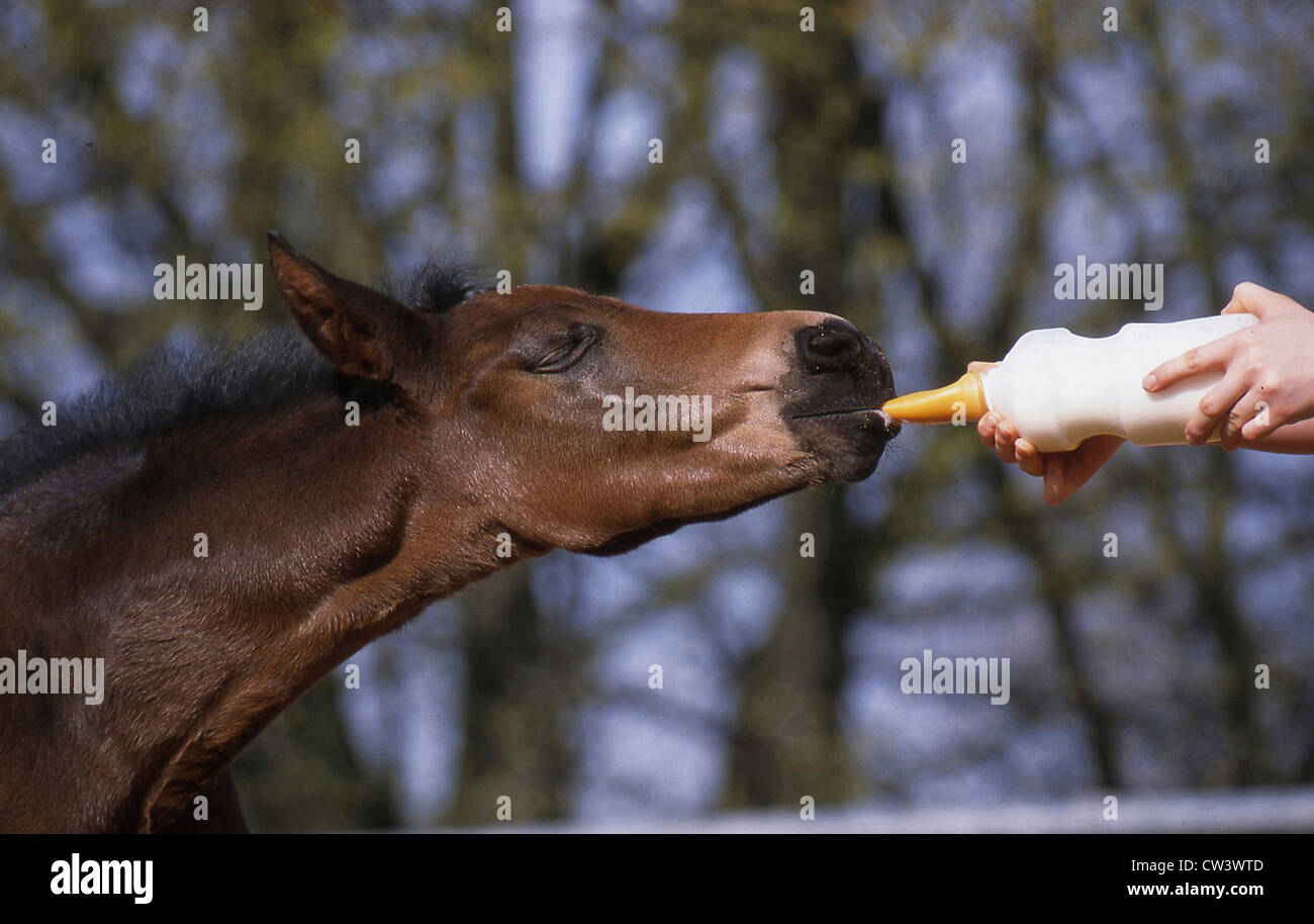 Foal drinking from a baby bottle Stock Photo