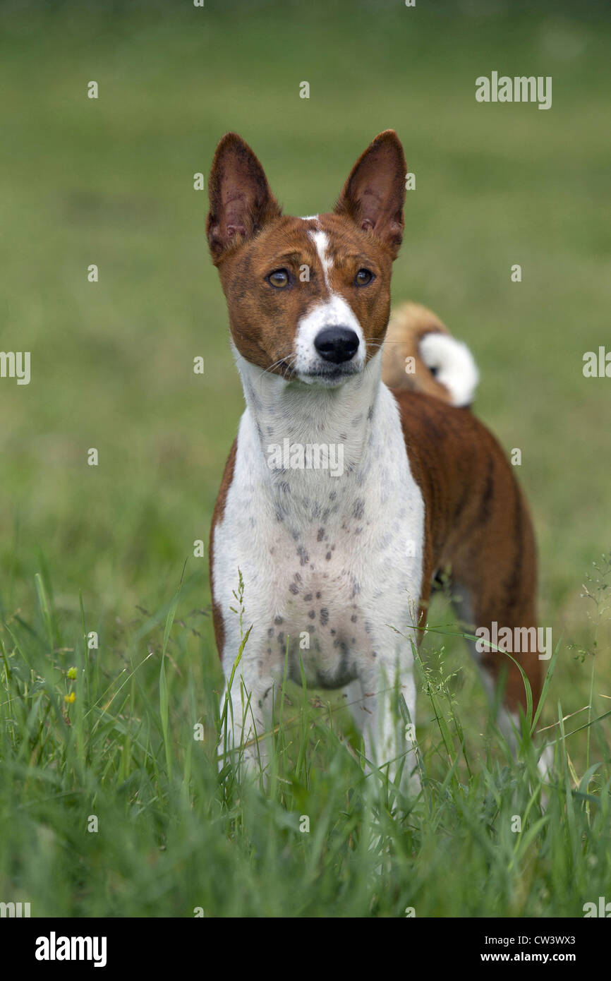 Basenji. Adult standing on a meadow Stock Photo