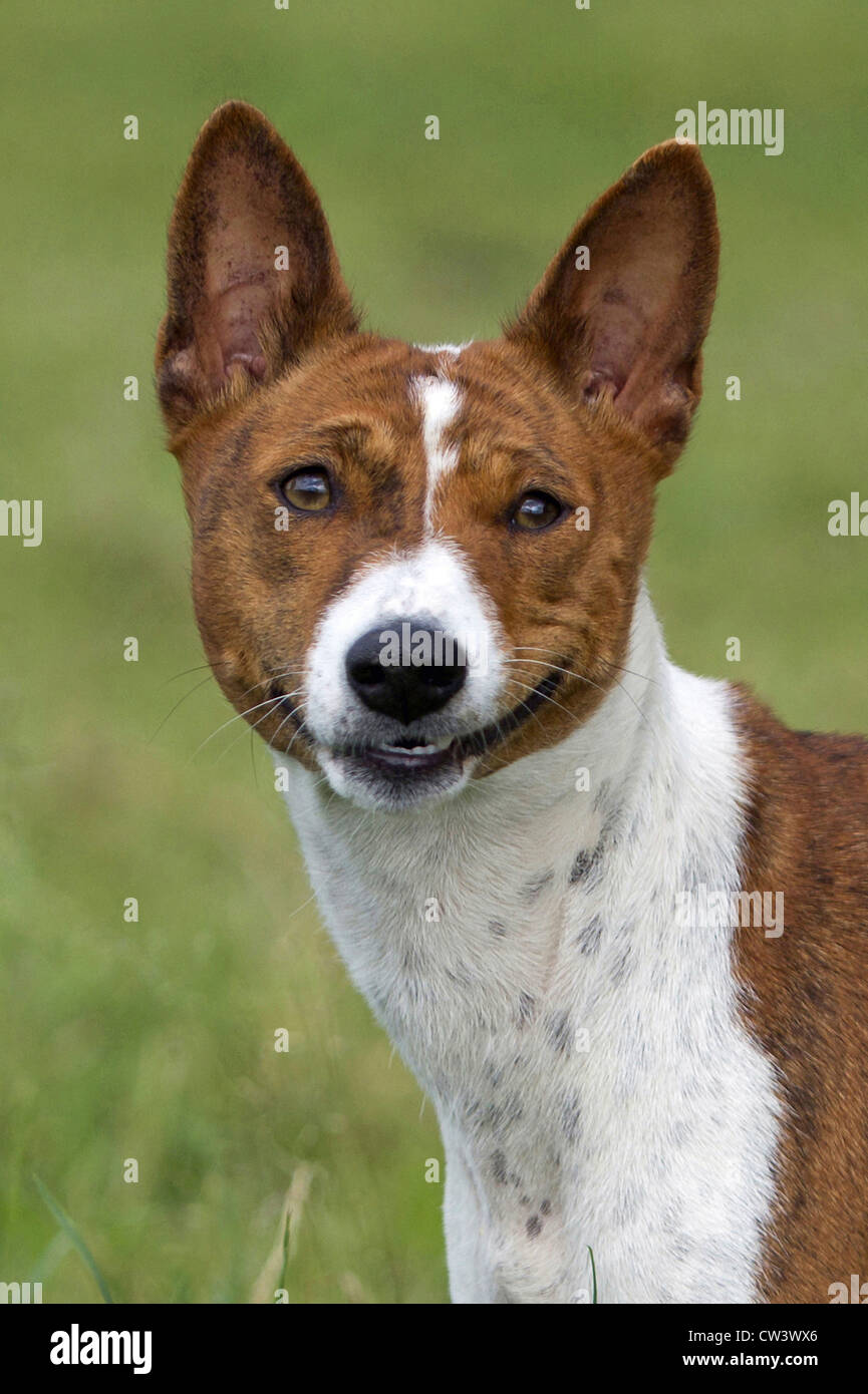 Basenji. Portrait of asult Stock Photo - Alamy