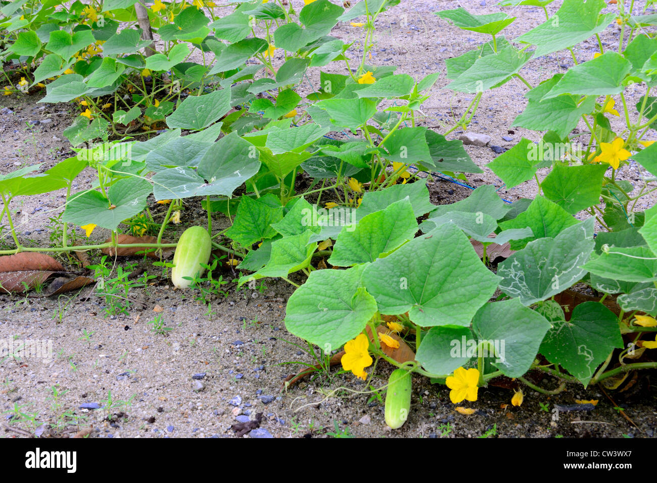 The cucumber vegetate in the plantation Stock Photo