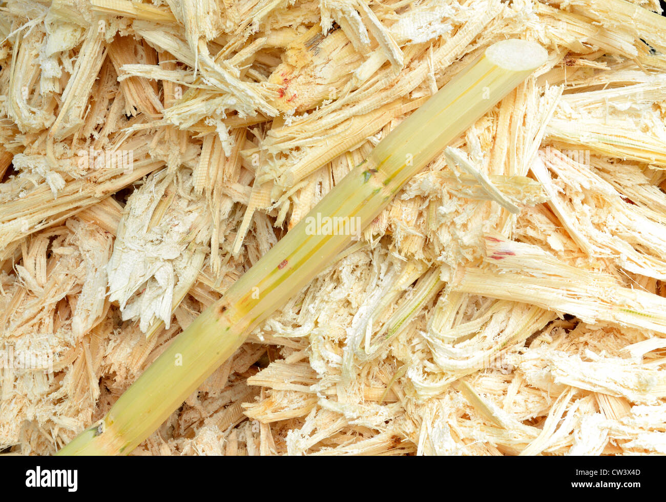 The sugarcane is crush by crush machine to get the juice Stock Photo