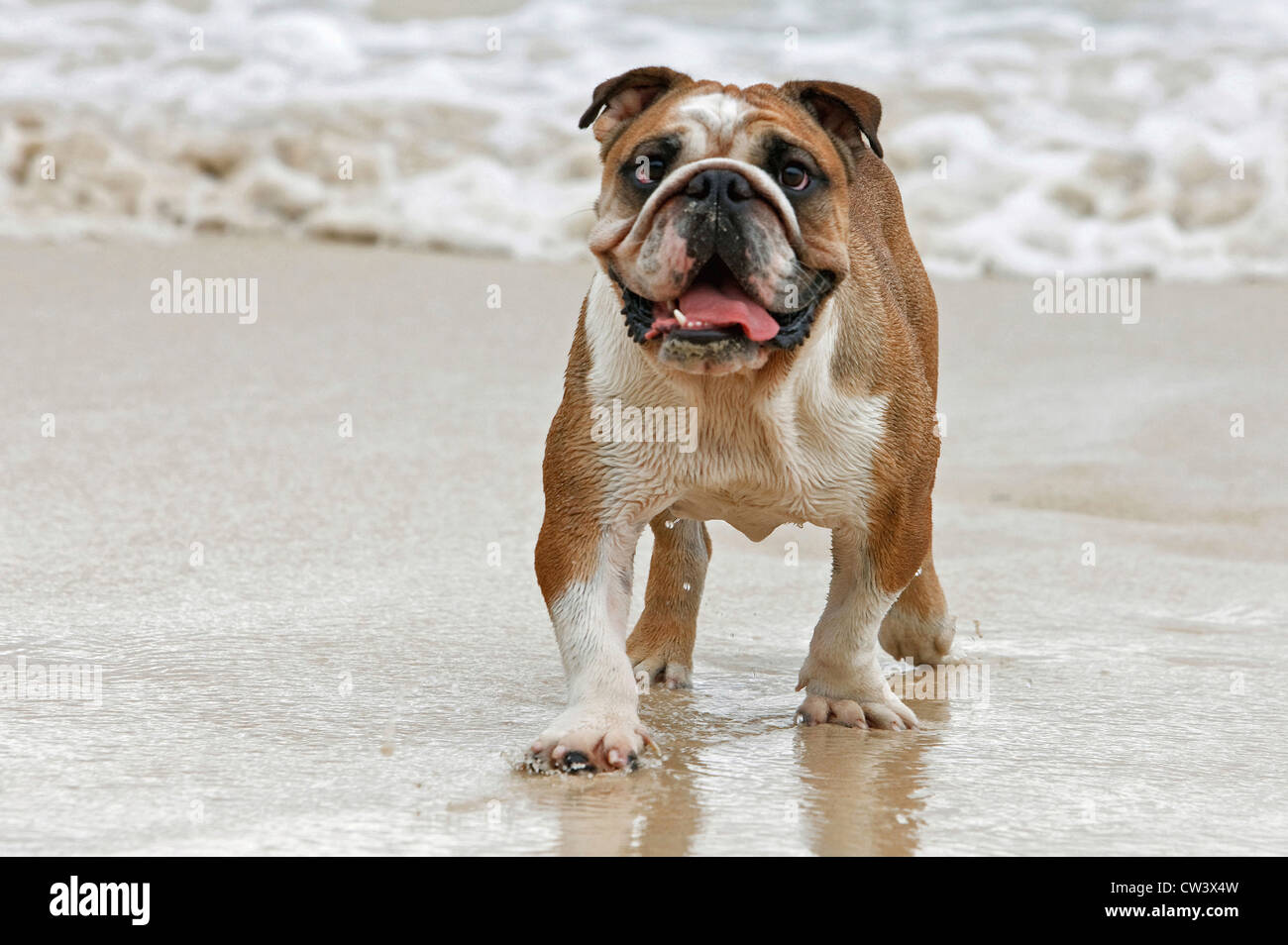 English Bulldog walking on a beach Stock Photo