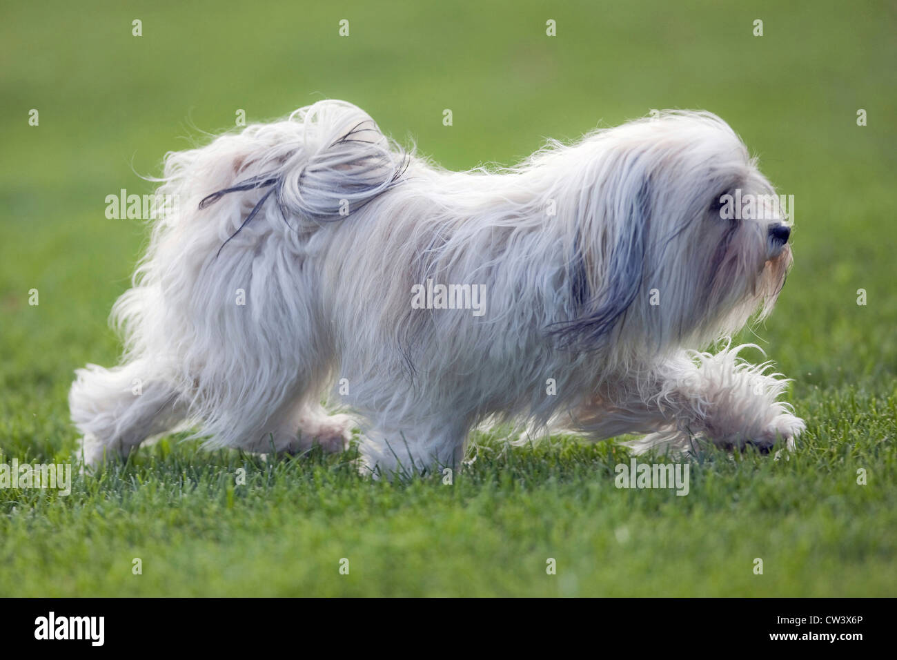 Havanese walking on a lawn Stock Photo - Alamy