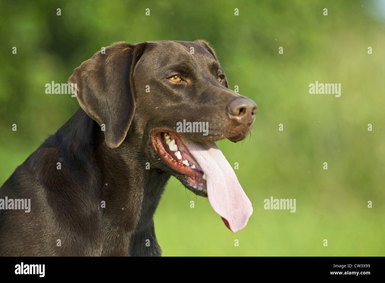 Labrador Retriever, Chocolate Labrador. Portrait of panting male Stock ...
