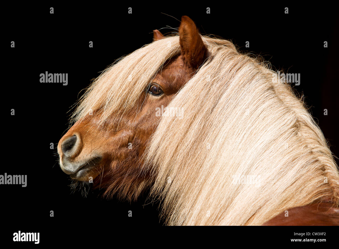 Islandpferd, Islandpony, Islaender. Portraet des Hengstes Stock Photo ...