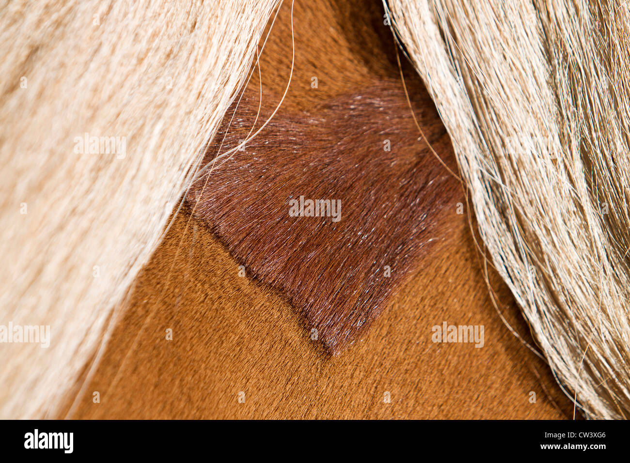 Icelandic Horse, clipped and unclipped fur under a mane Stock Photo Alamy