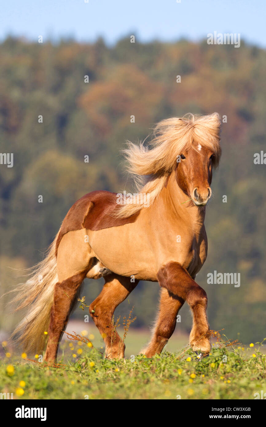 Islandpferd, Islandpony, Islaender. Der Hengst Stock Photo