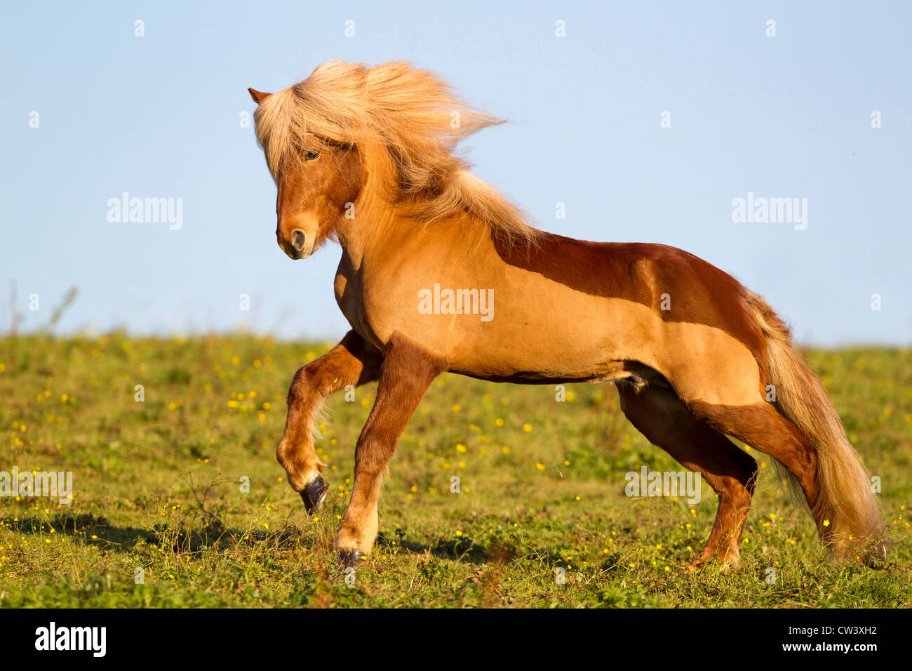 Islandpferd, Islandpony, Islaender. Der Hengst Stock Photo