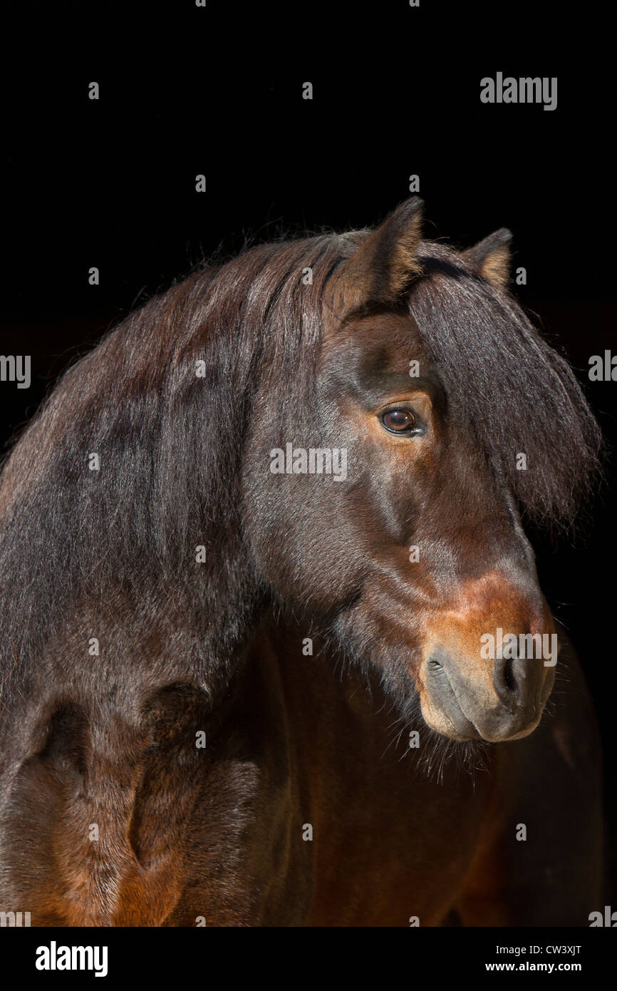 Islandpferd, Islandpony, Islaender. Portraet des Hengstes Stock Photo ...
